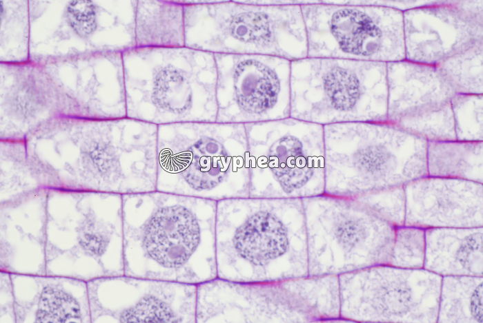 Racine de Blé - Cellules en élongation - zone 1 x200 - gryphea.org